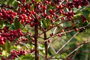 a tree with berries