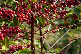 a tree with berries