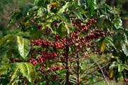 Arabica coffee tree with red berries befoore Green bean Coffee