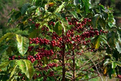 Café