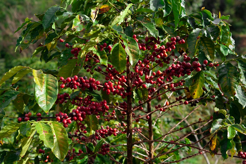 a tree with red berries