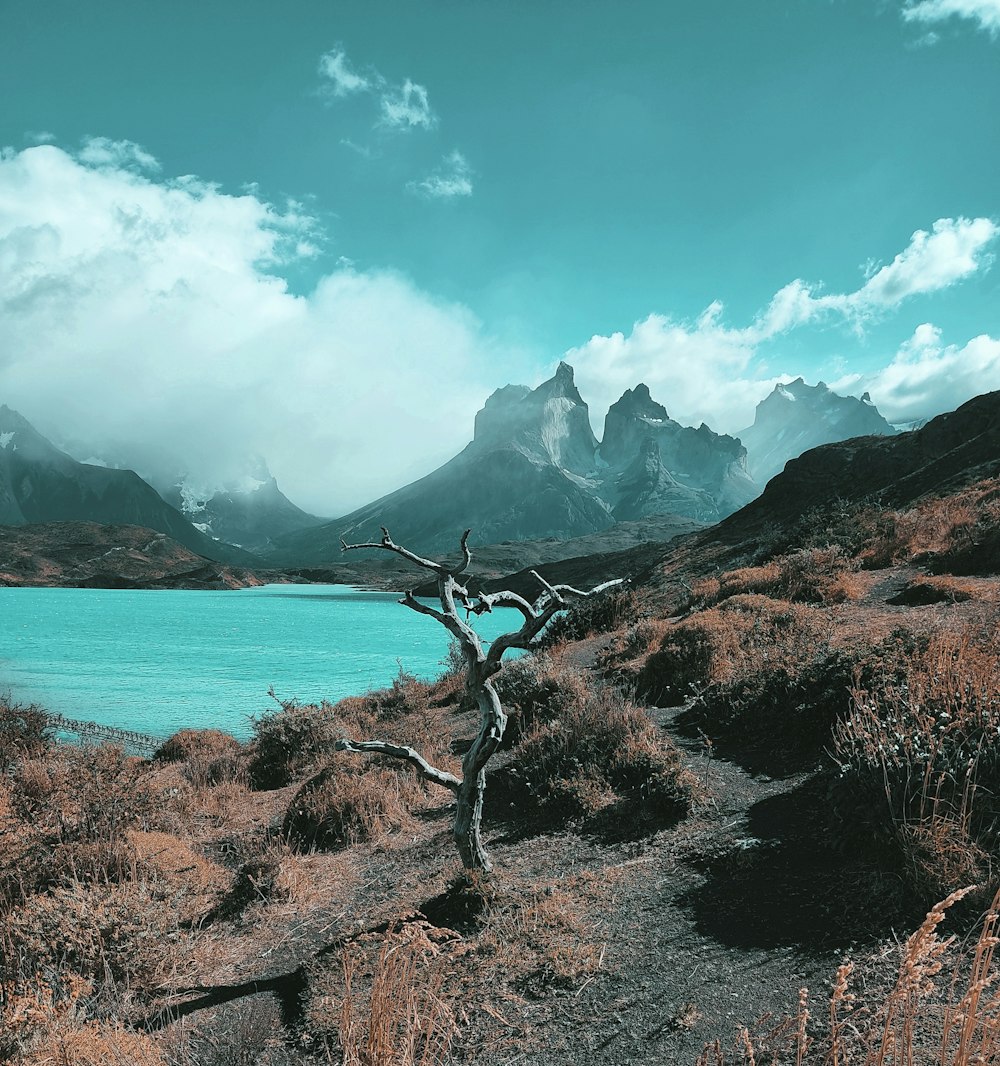 a tree on a rocky beach