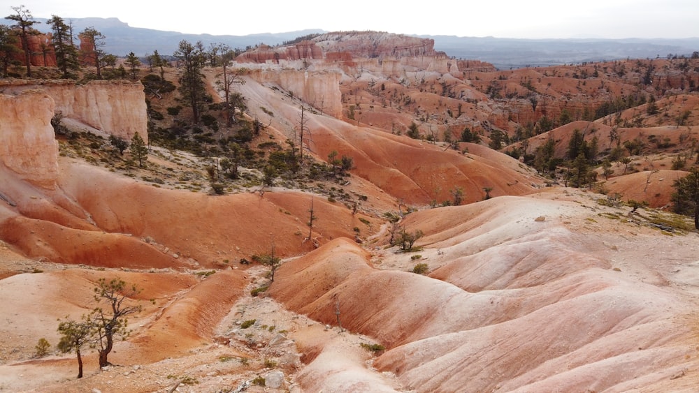 a rocky canyon with trees