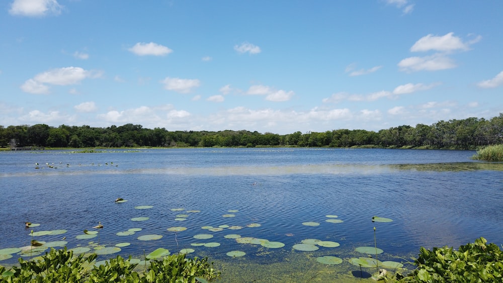 a body of water with lily pads and trees in the background