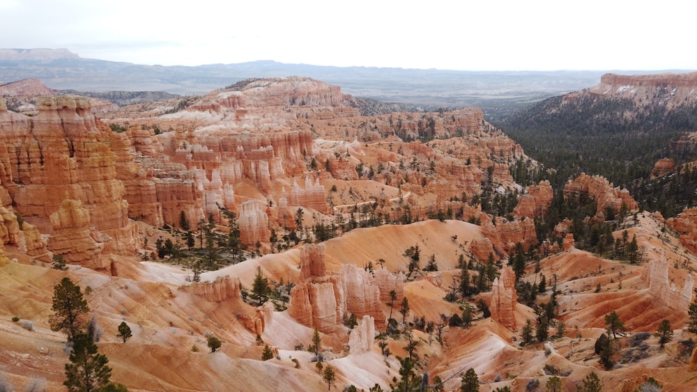 a canyon with trees