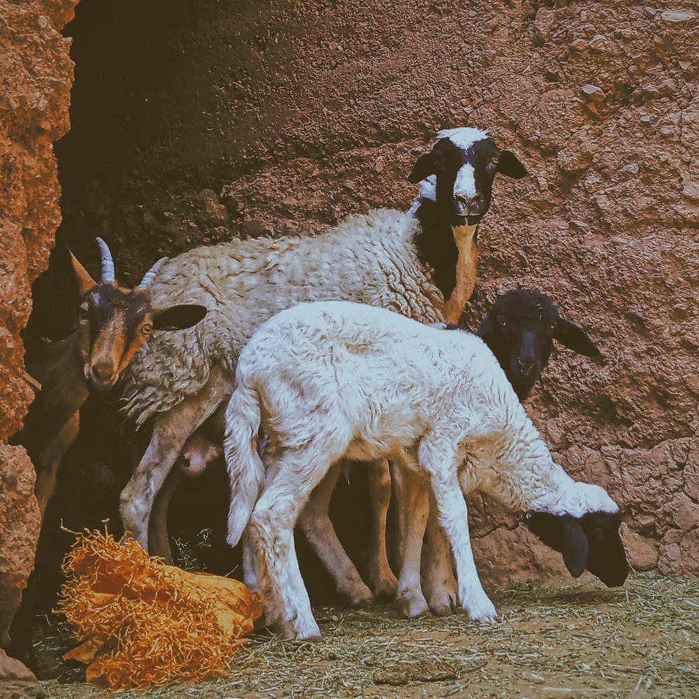 a group of goats standing on a rock