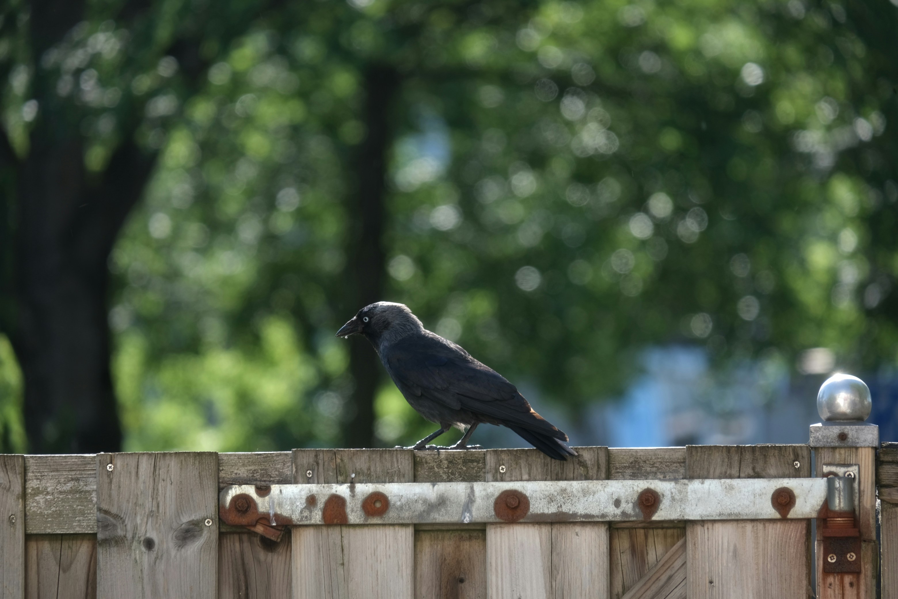 a black bird on a fence
