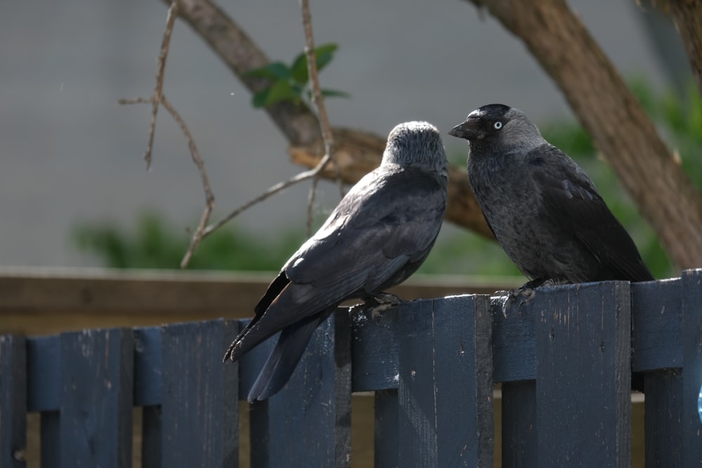 ein paar Vögel sitzen auf einem Zaun