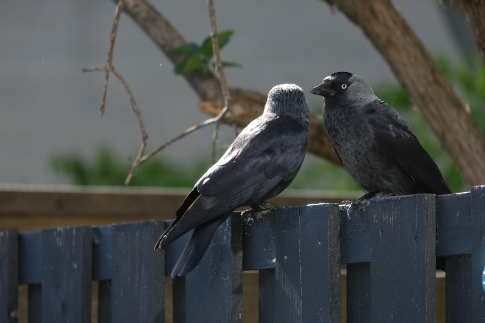 a couple of birds sitting on a fence