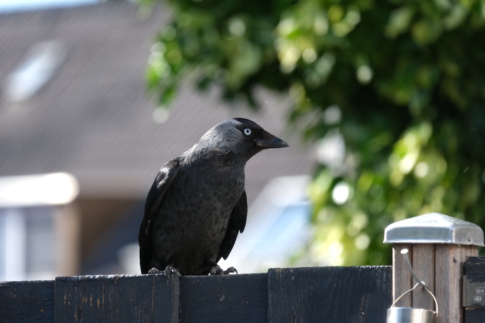 a black bird on a fence