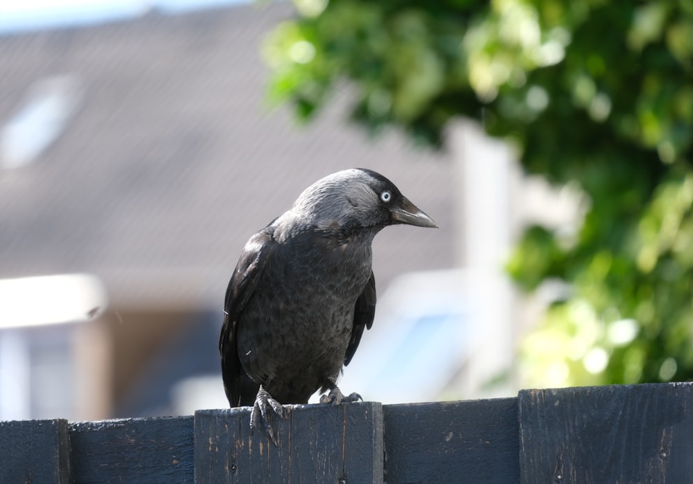 a bird sits on a fence
