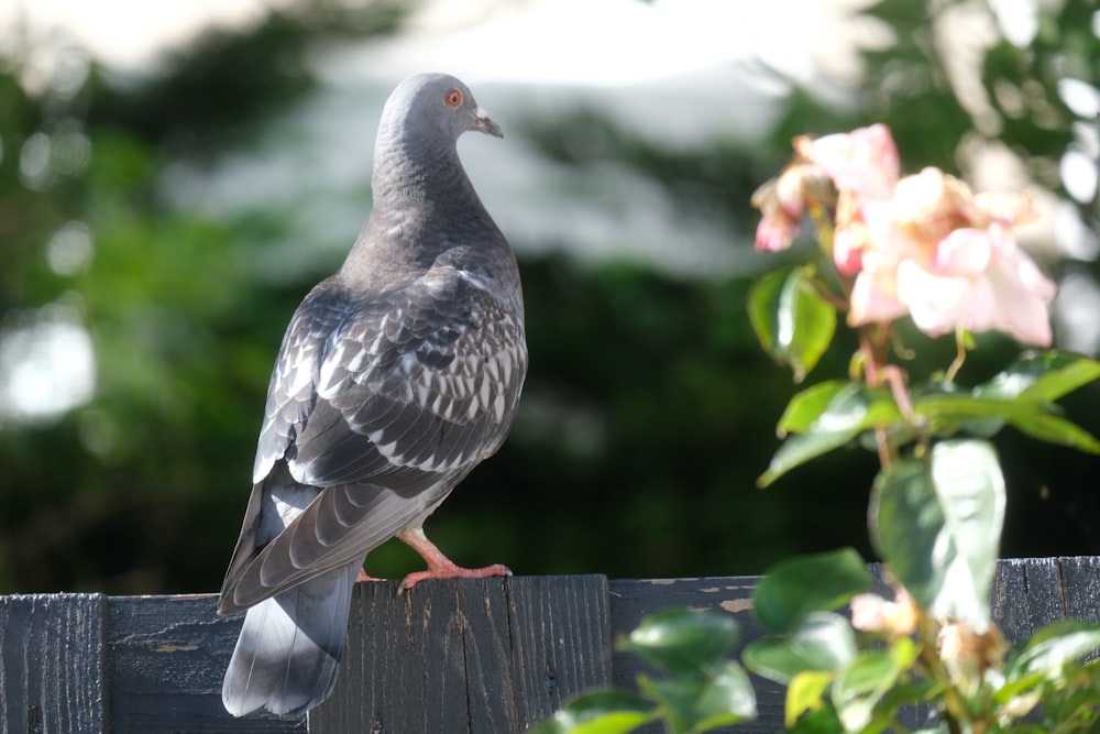 a bird perched on a fence