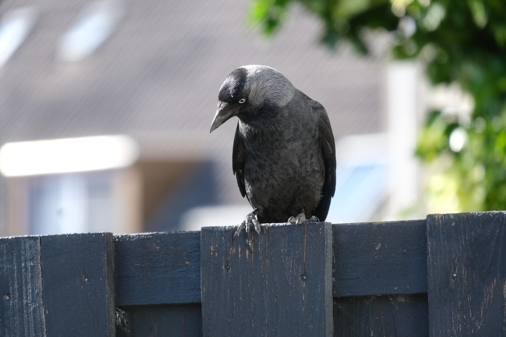 a bird sits on a fence