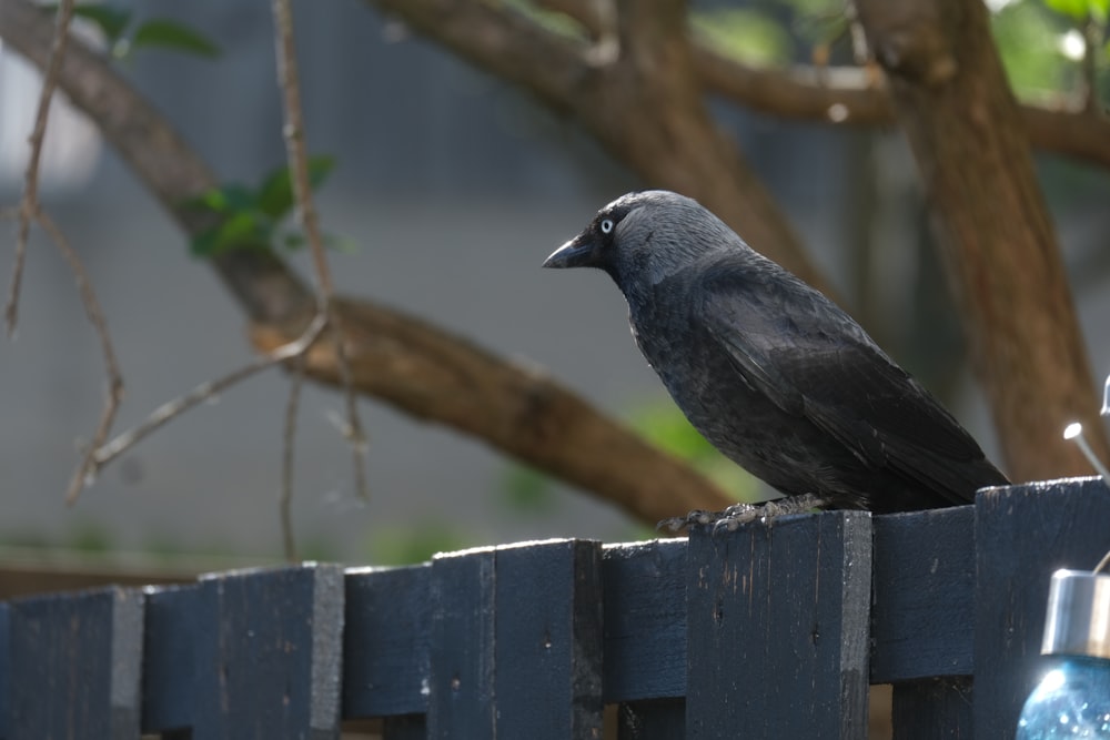 a black bird on a fence