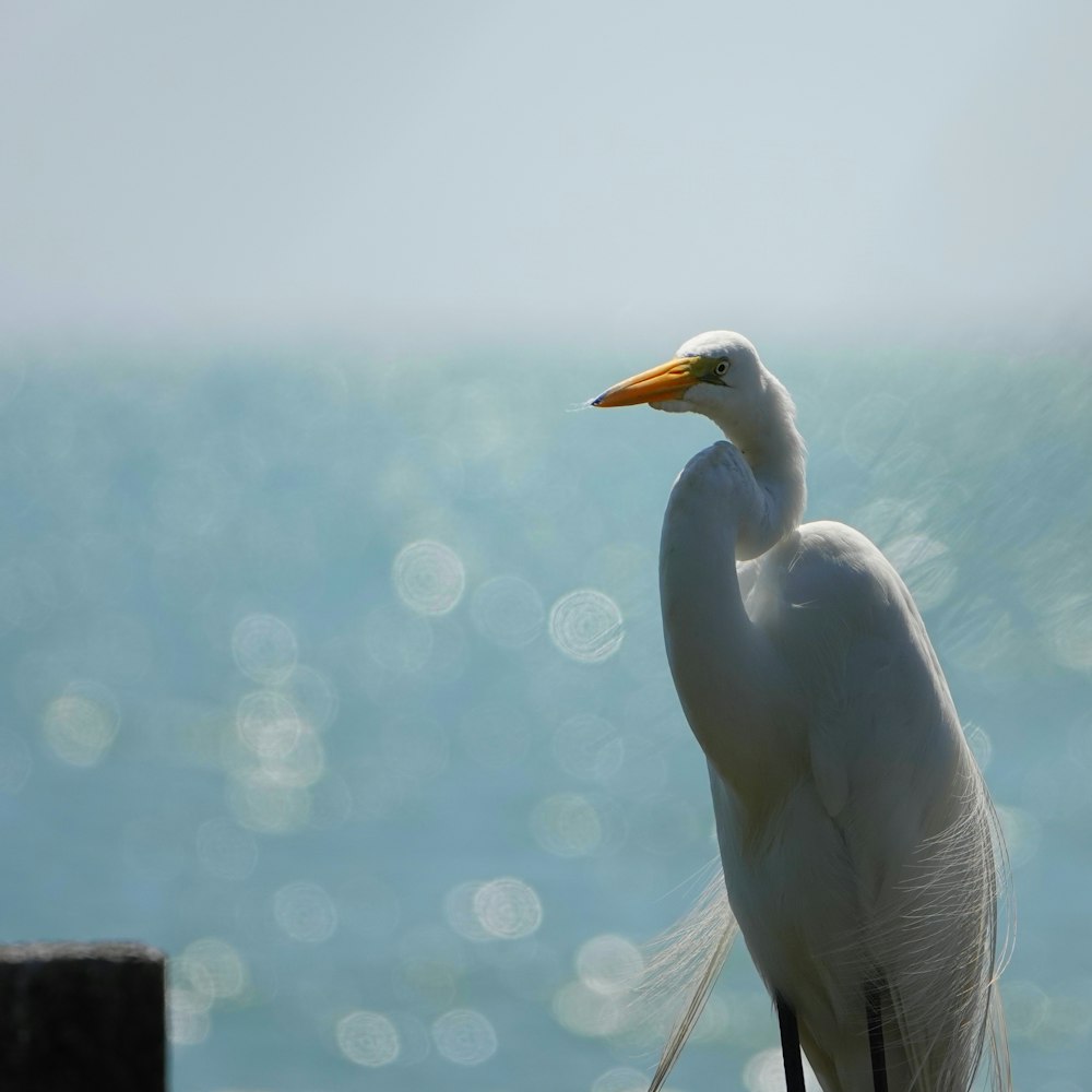 two white birds with yellow beaks