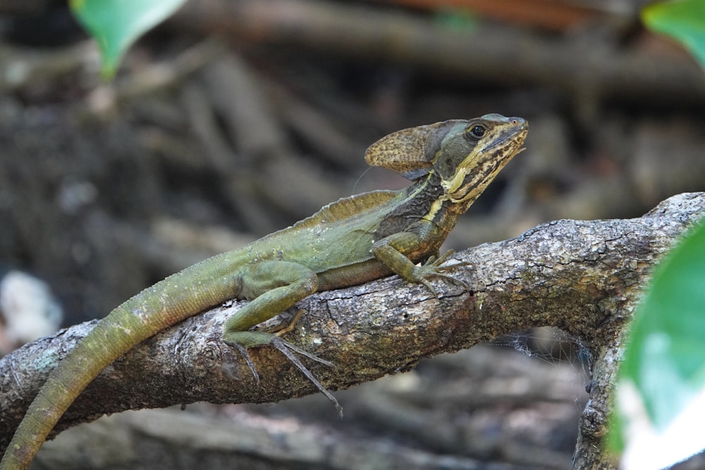 a lizard on a branch