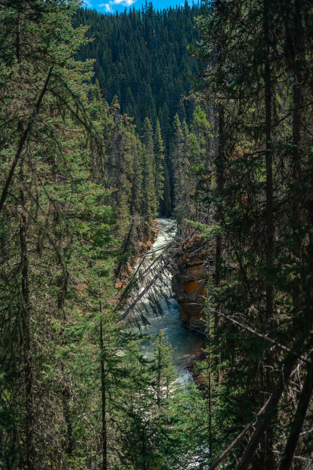 a river running through a forest