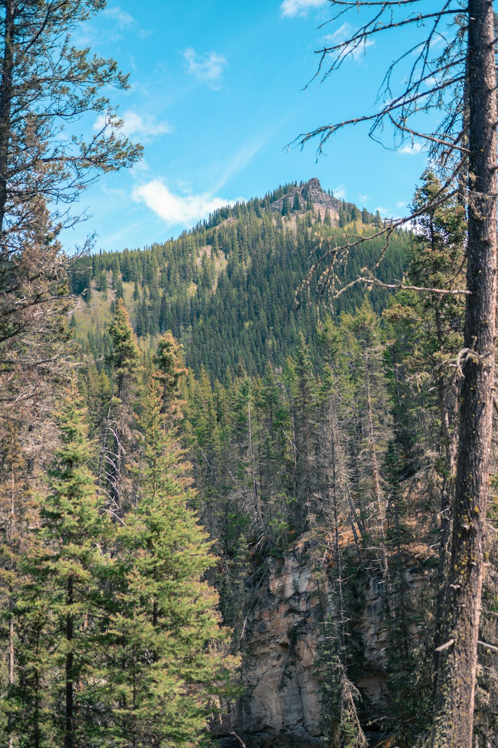 a mountain with trees and a forest