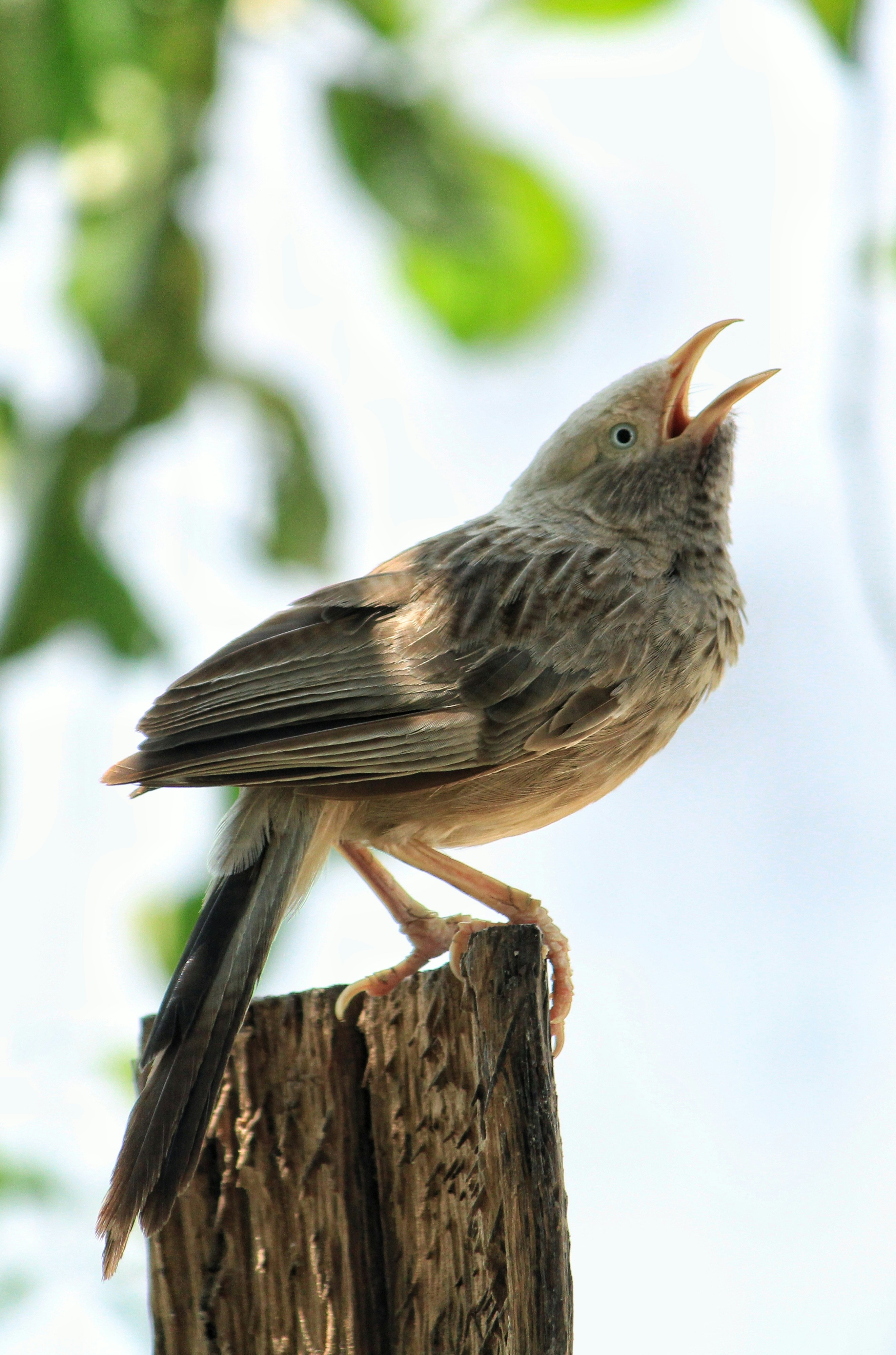 Photo by indianhobbyphotographer