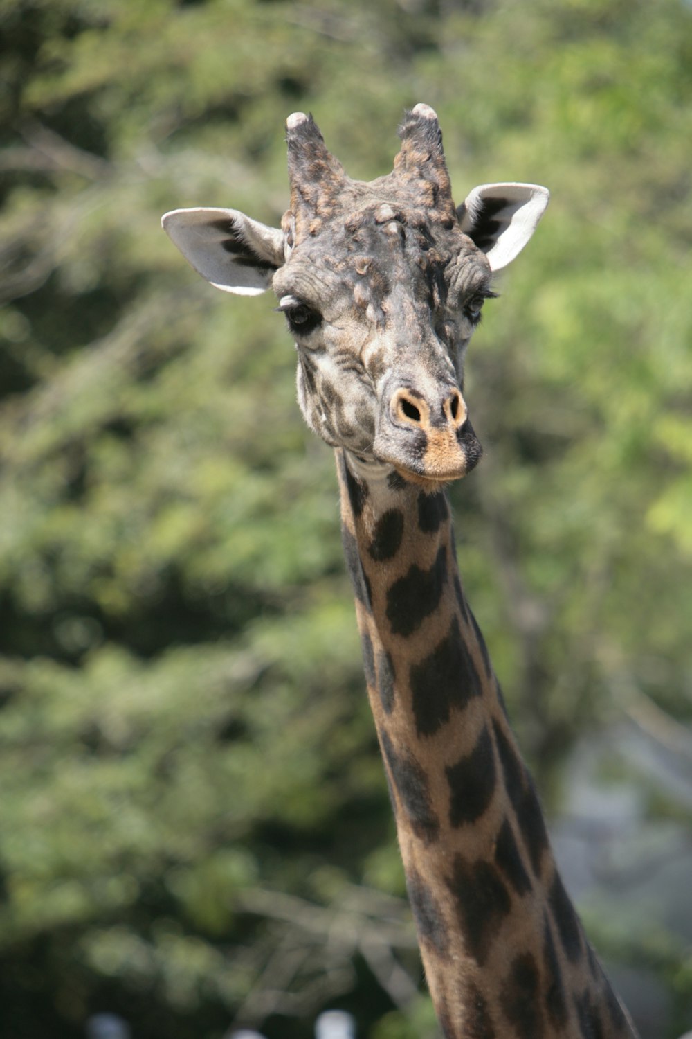 a giraffe stands in front of some trees