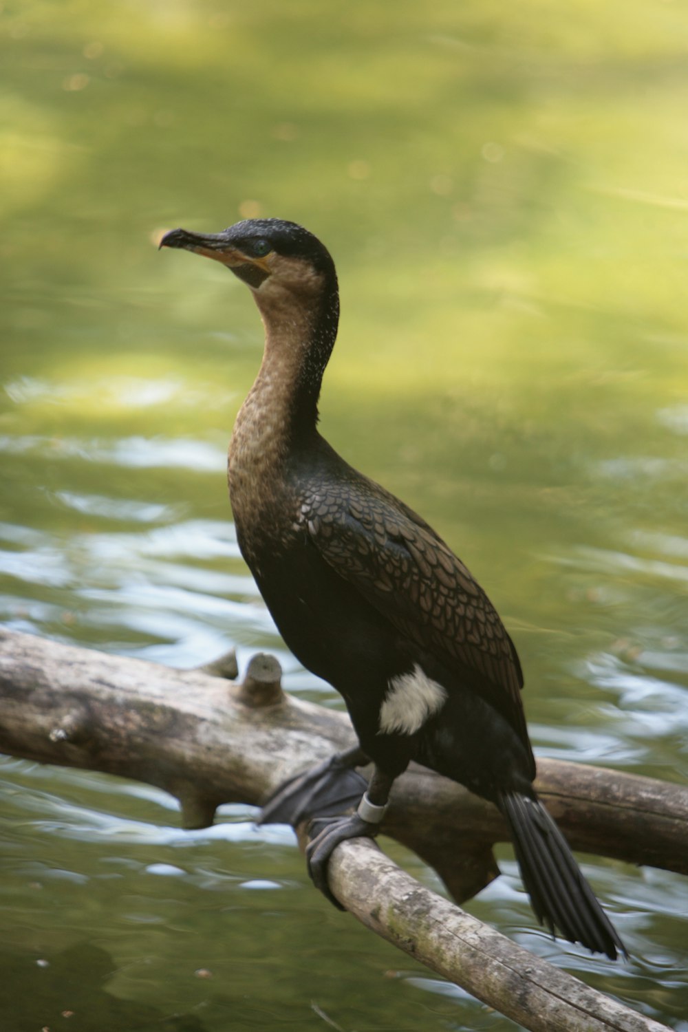 a bird on a branch