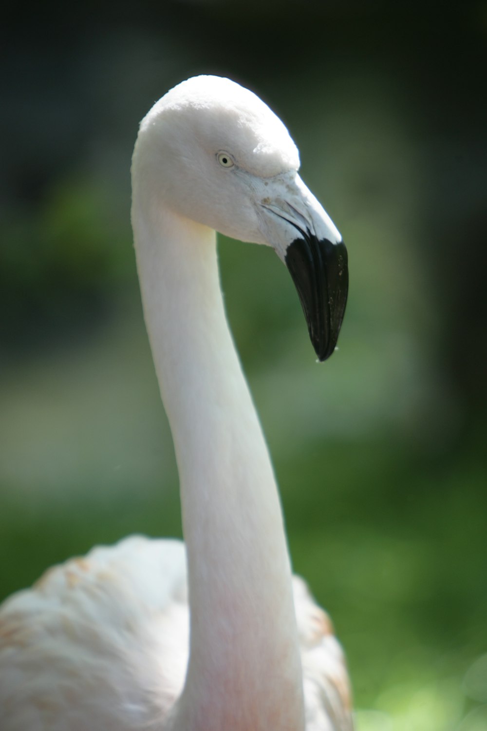 a white bird with a long neck