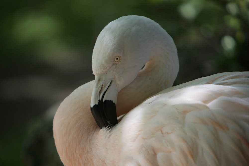 un oiseau blanc au bec noir