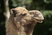 a close up of a camel