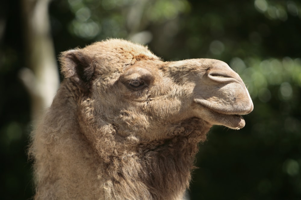 a close up of a camel