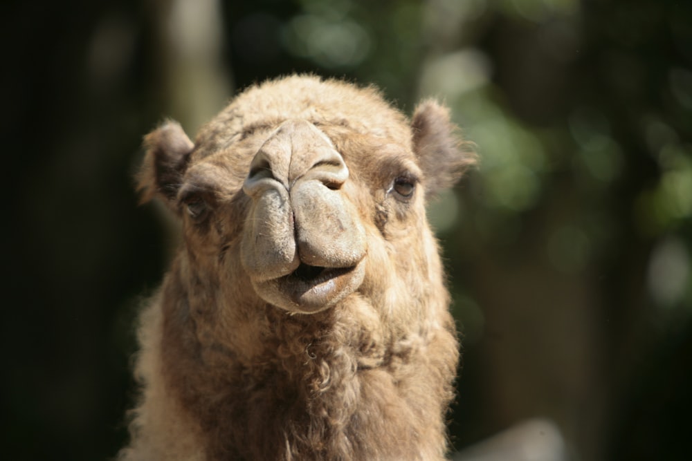 a close up of a camel