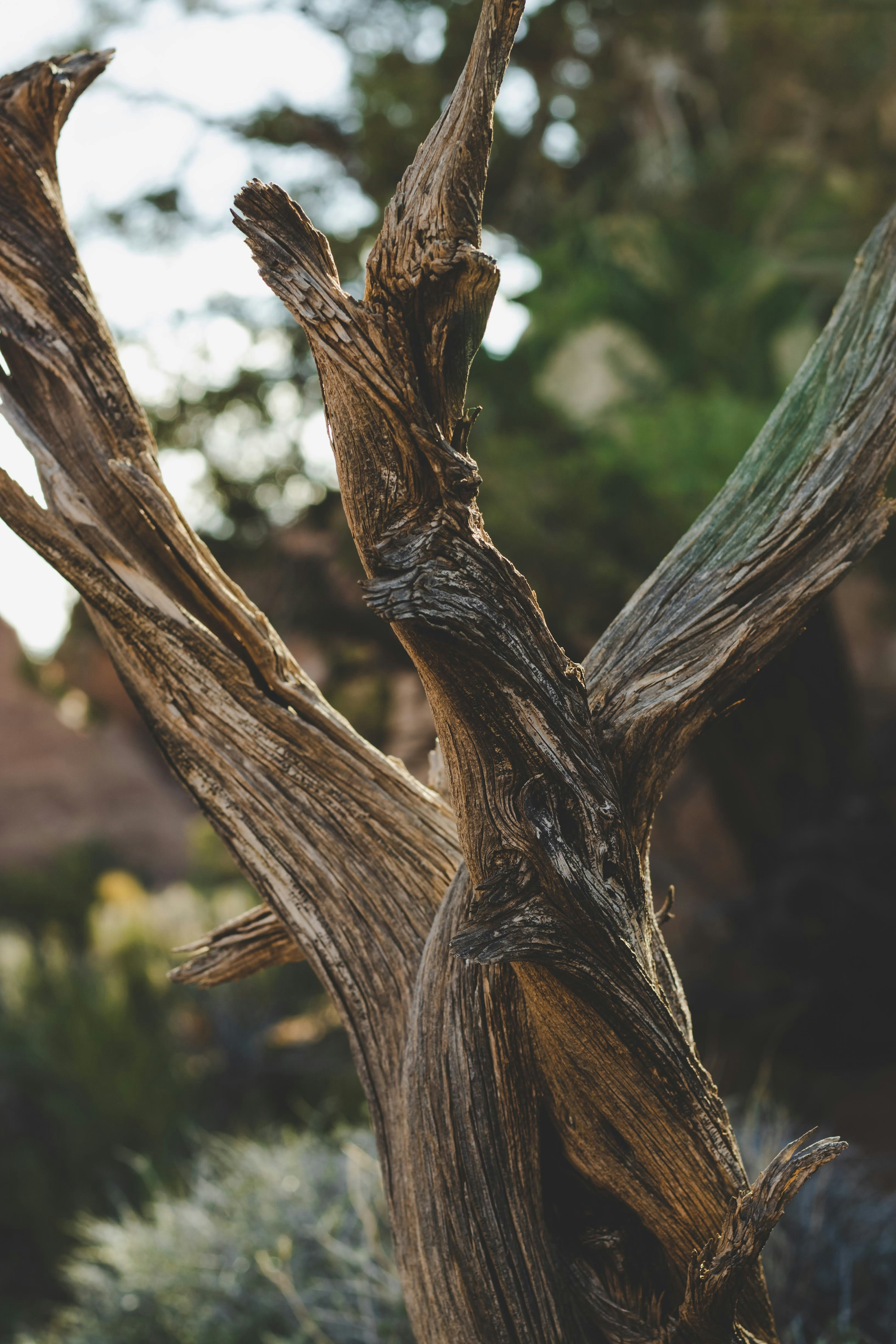 skin layers wallpaper, wallpaper, Hipodermis: Lapisan Kulit Terdalam dan Fungsinya 3