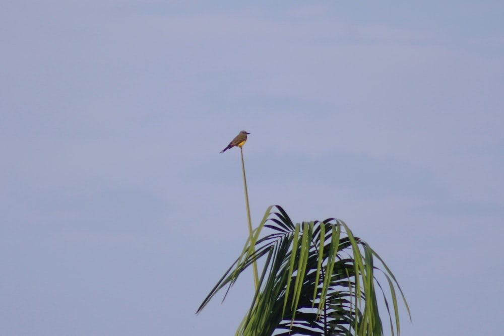 a bird sitting on a plant