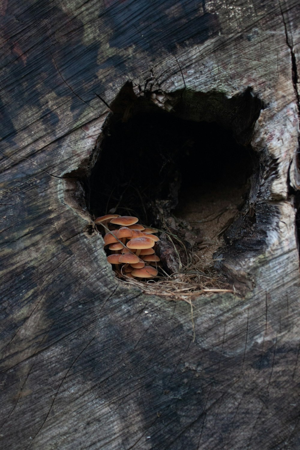 a group of mushrooms growing on a tree stump