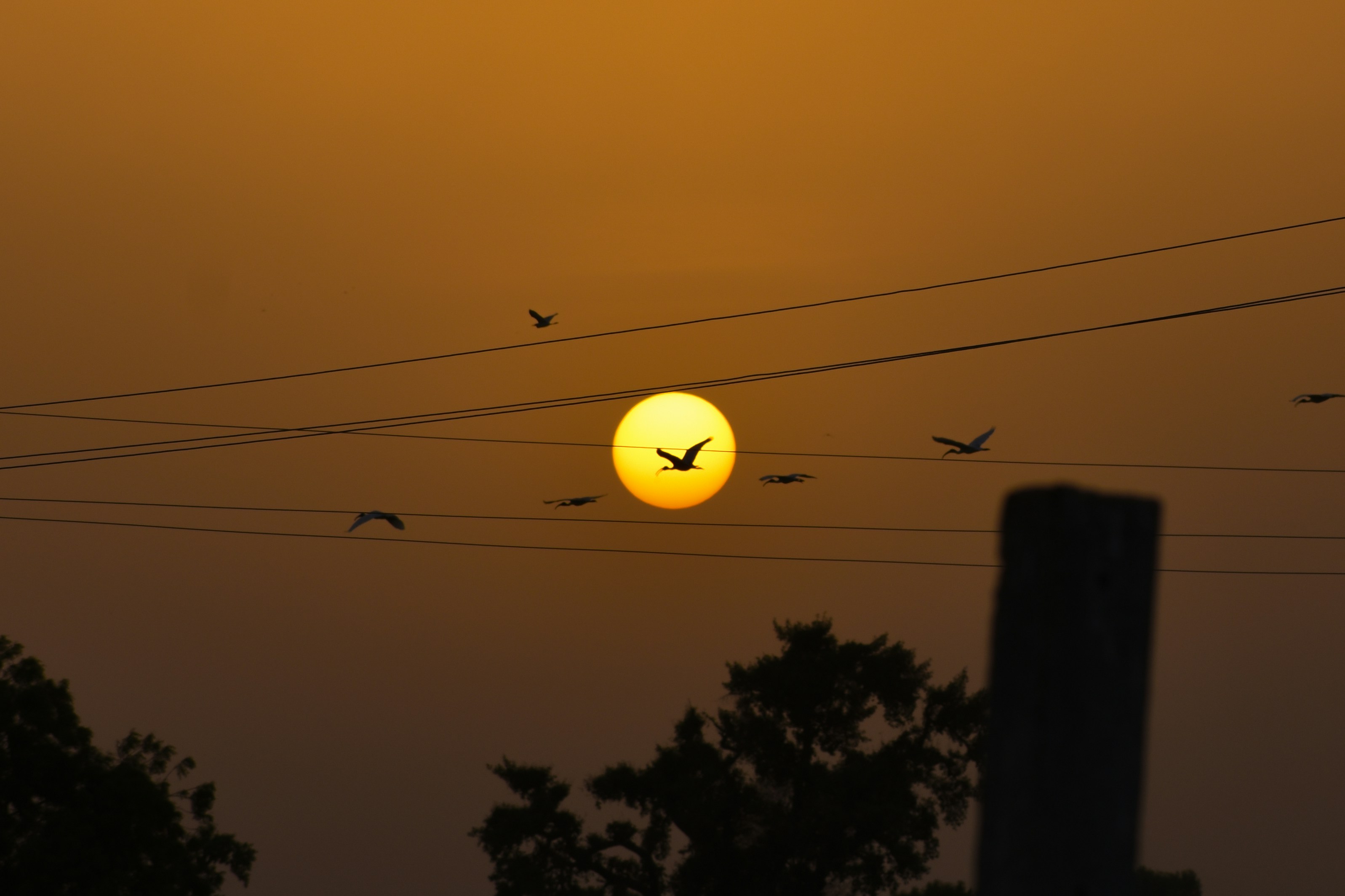birds flying in the sky