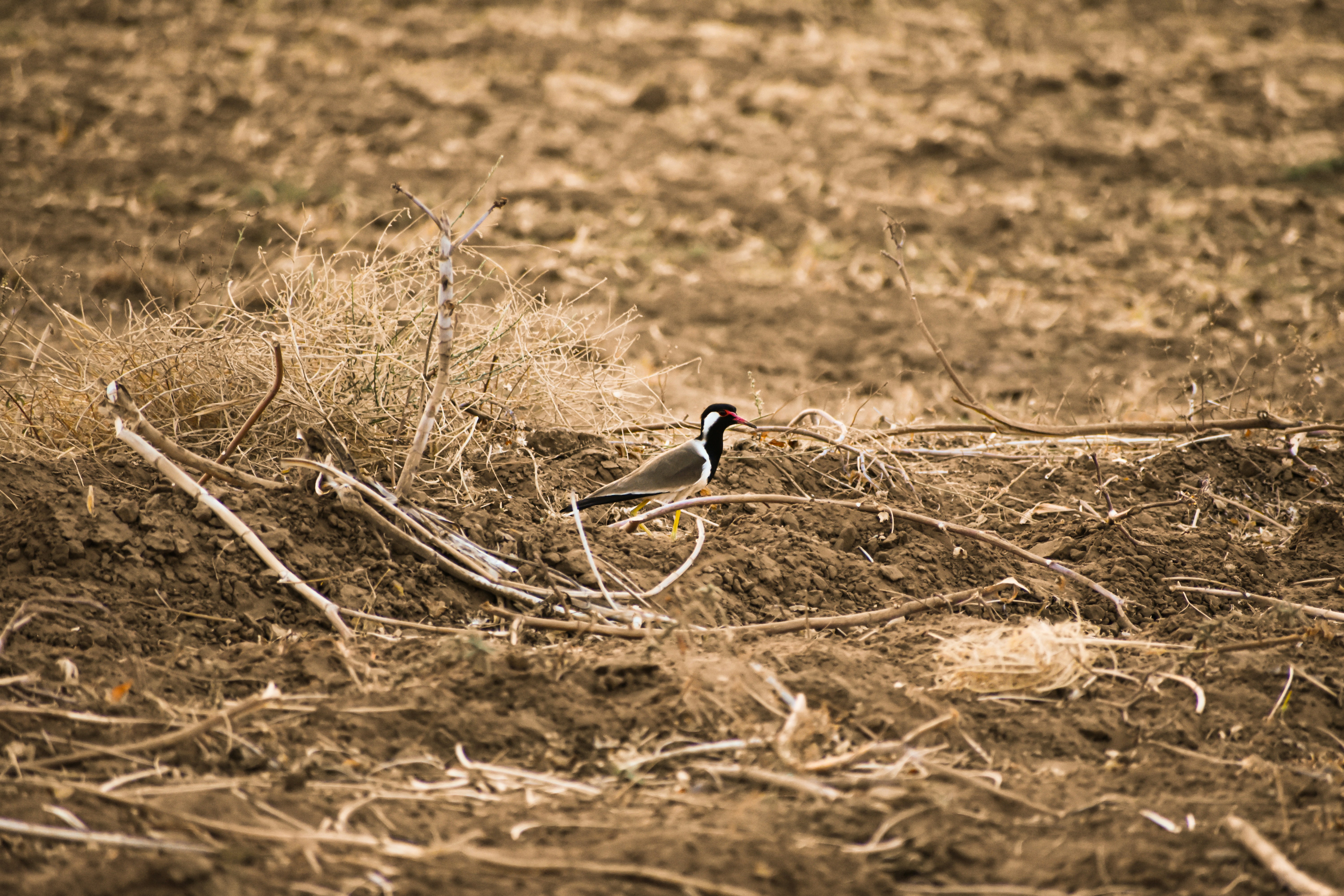 a bird sitting on the ground