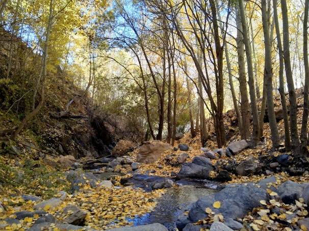 A serene nature scene with autumn leaves falling, reflecting change and healing.