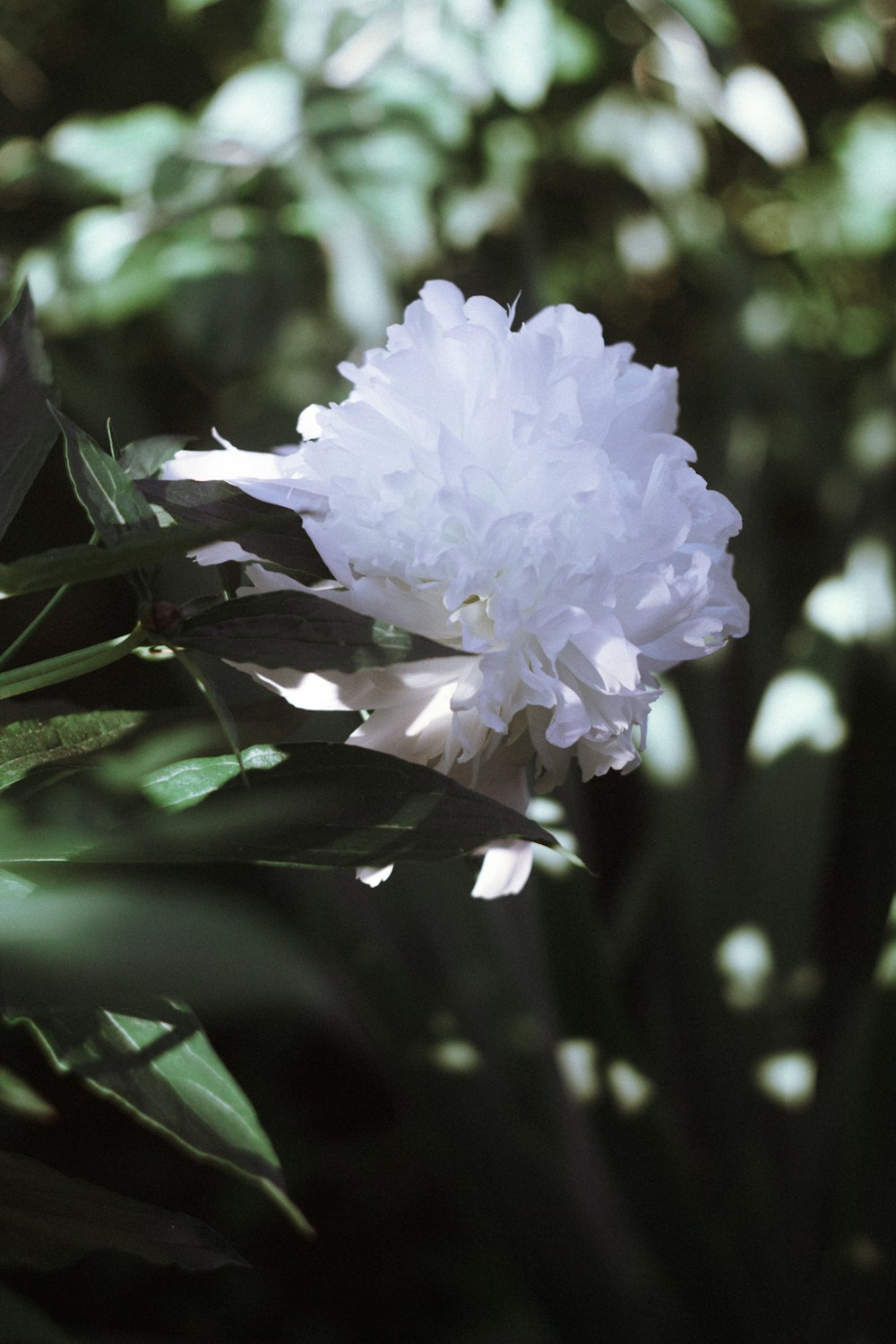 a white flower on a plant