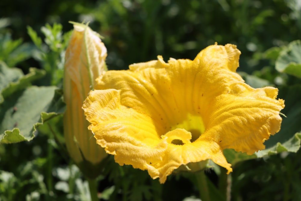 une fleur jaune aux feuilles vertes