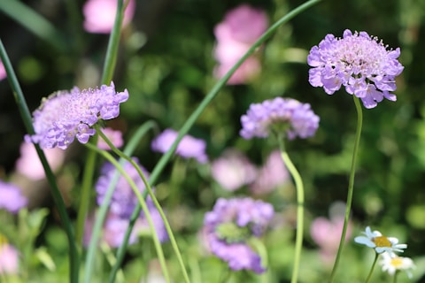a close up of purple flowers