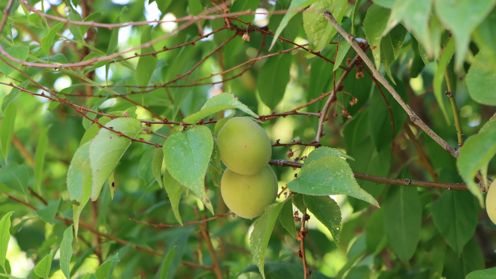 Factors Affecting Mango Trees' Evergreen Behavior: Climate, Soil, and Care