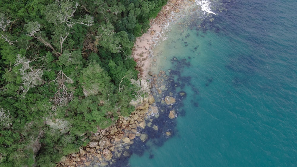 a beach with trees and rocks