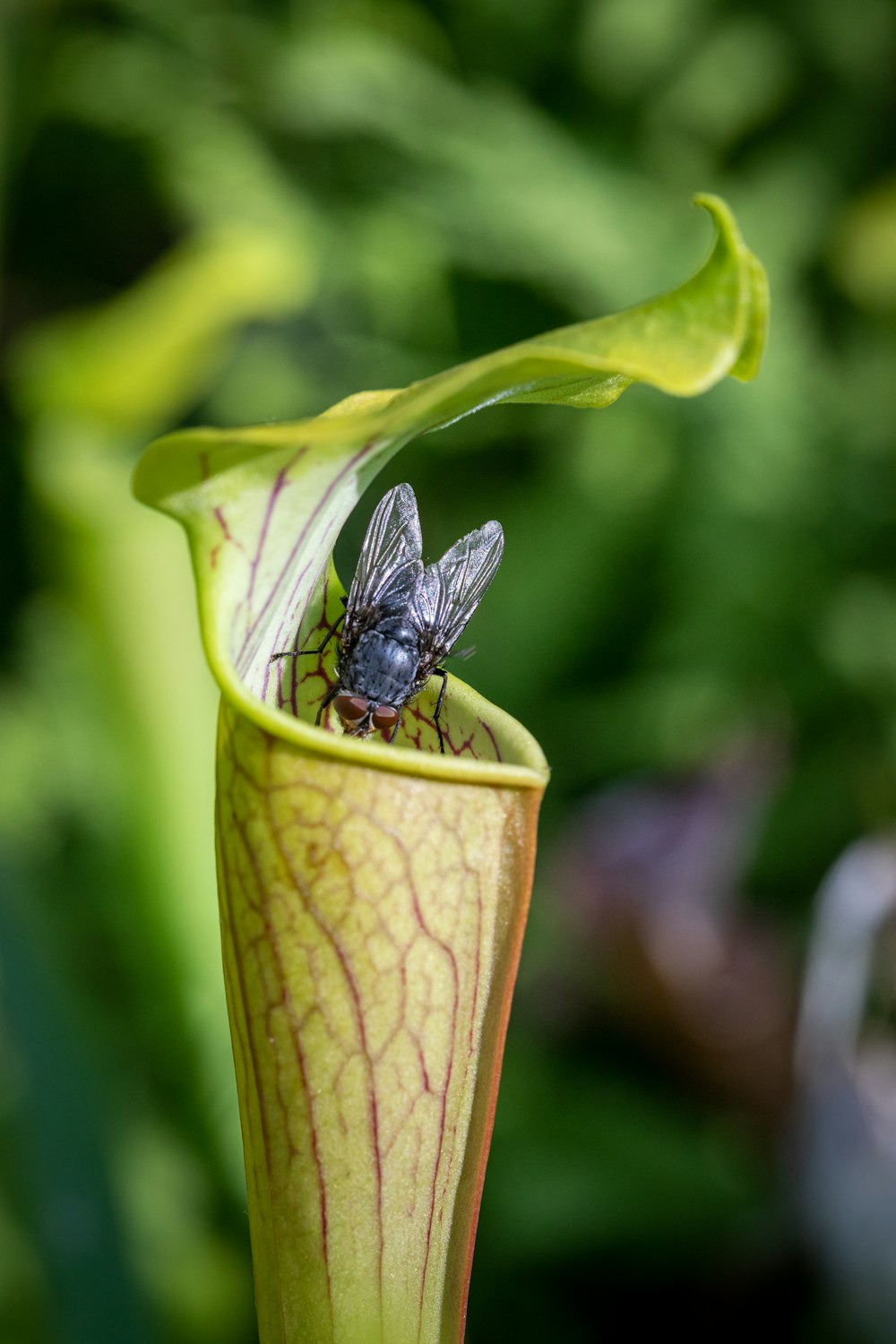 a butterfly on a plant