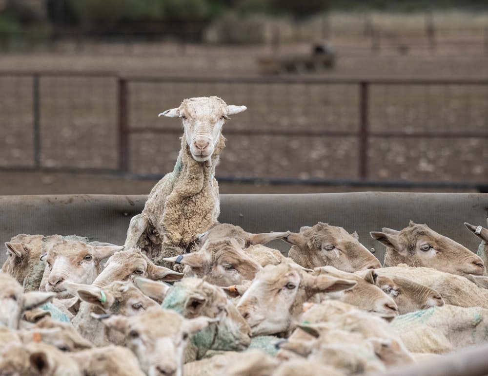 a goat standing in a pen