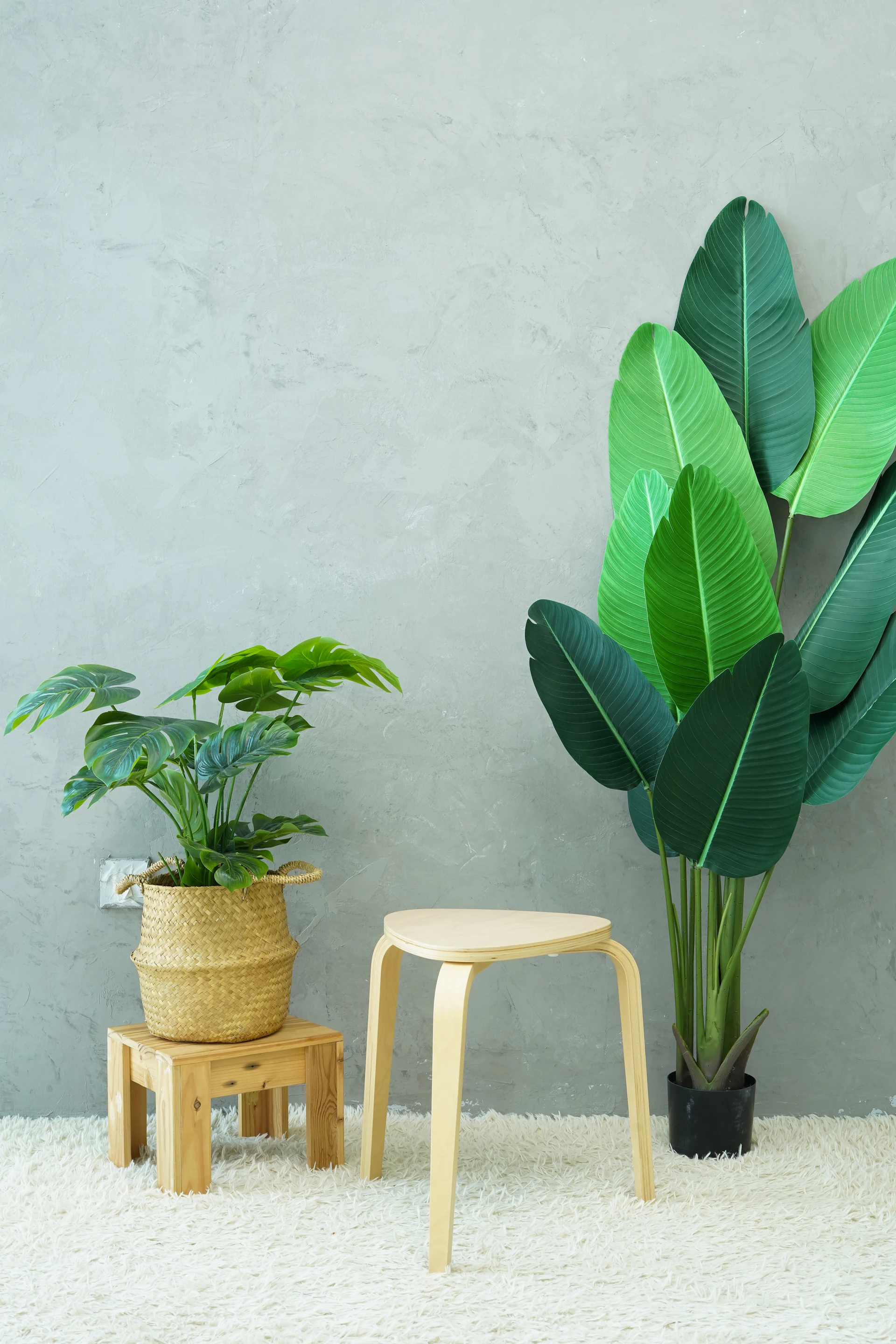 a couple of potted plants