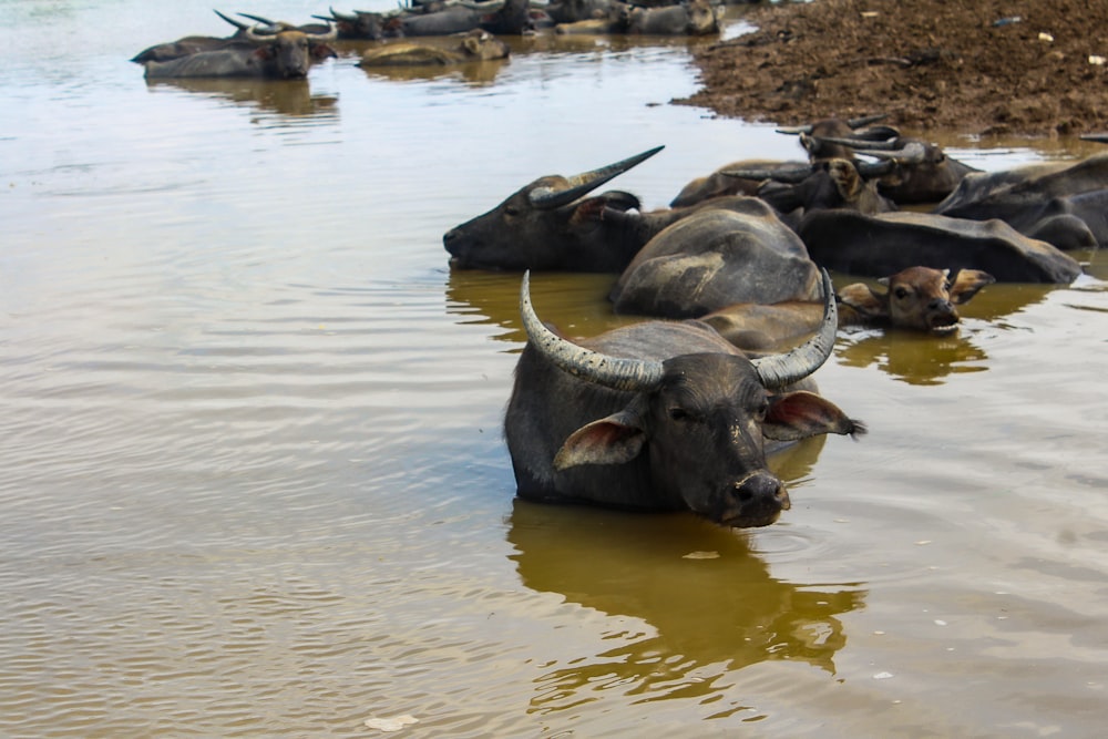a group of buffalo in a river