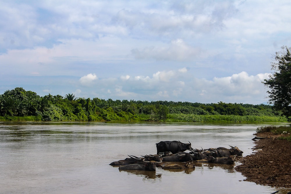 a group of animals stand in a body of water