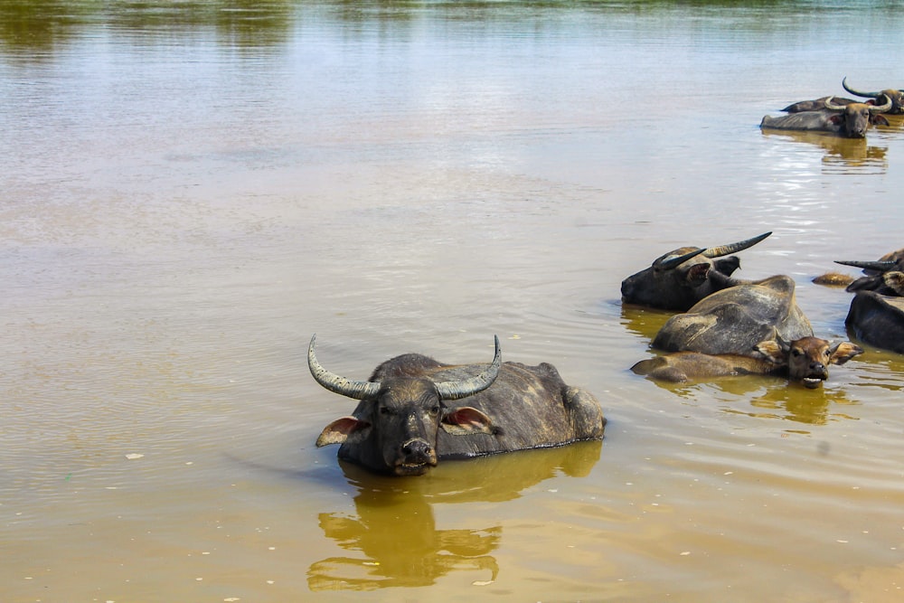 a group of buffalo in a body of water