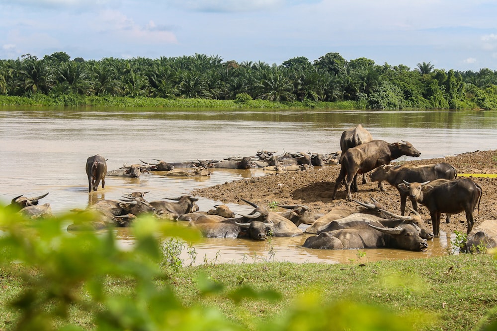 a herd of elephants in a river