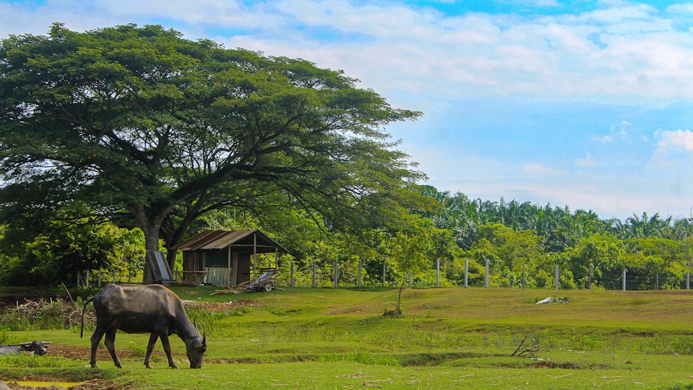 a cow grazing in a field