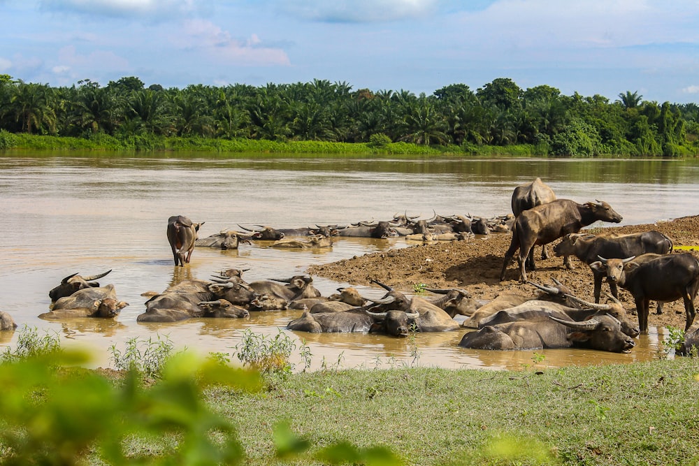 a herd of elephants in a river with Pinnawala Elephant Orphanage in the background